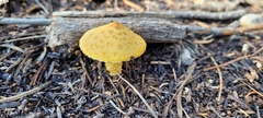 Leucocoprinus birnbaumii