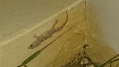 Hemidactylus turcicus