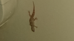 Hemidactylus turcicus