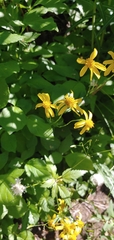 Arnica latifolia