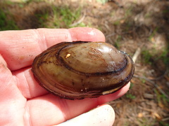 Unionidae