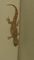 Hemidactylus turcicus