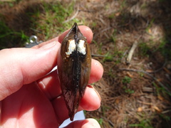 Unionidae