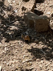 Callospermophilus lateralis