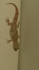 Hemidactylus turcicus