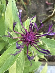Centaurea montana