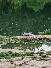 Apalone spinifera guadalupensis