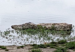 Apalone spinifera guadalupensis