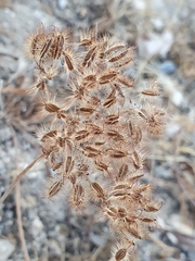 Daucus