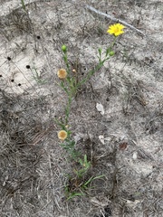 Heterotheca subaxillaris