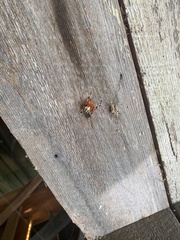 Araneus marmoreus