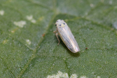 Macrosteles