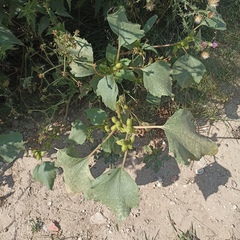 Xanthium orientale riparium