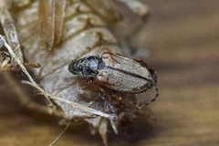 Macrodactylus subspinosus