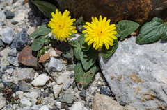 Crepis pygmaea