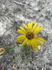 Heterotheca subaxillaris