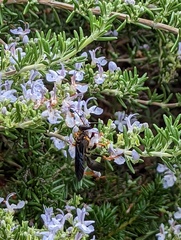 Sphecidae