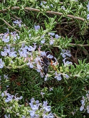 Sphecidae