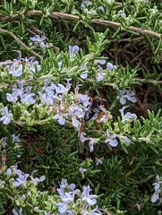 Sphecidae