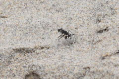 Cicindela latesignata