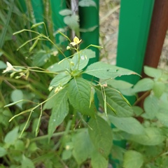 Impatiens parviflora