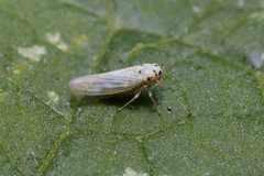 Macrosteles