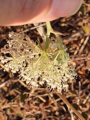 Daucus