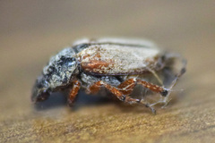 Macrodactylus subspinosus