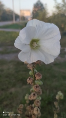 Alcea rugosa