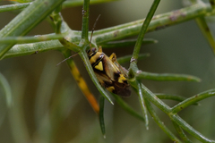 Orthops