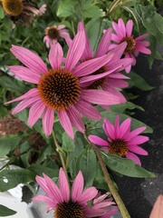 Echinacea