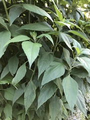 Helianthus tuberosus