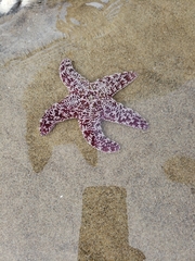 Pisaster ochraceus