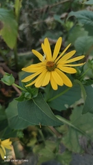 Silphium perfoliatum