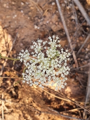 Daucus