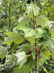 Acer rubrum