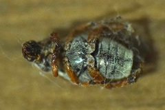 Macrodactylus subspinosus