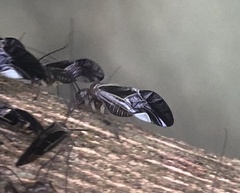 Cerastipsocus venosus