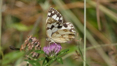 Melanargia lachesis
