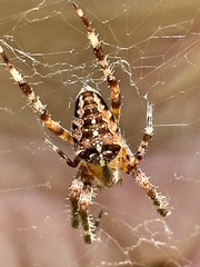 Araneus diadematus