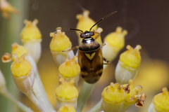 Orthops