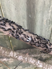 Cerastipsocus venosus