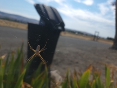 Argiope trifasciata