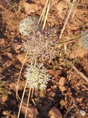 Daucus