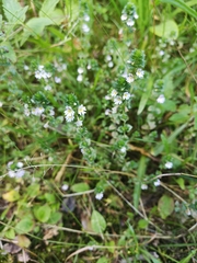 Euphrasia