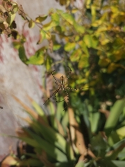 Argiope trifasciata