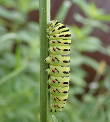 Papilio machaon
