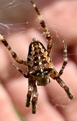 Araneus diadematus
