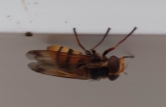 Volucella inanis