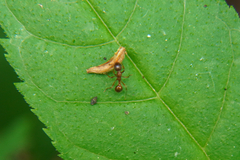 Myrmica